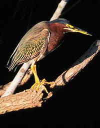 green_heron.jpg