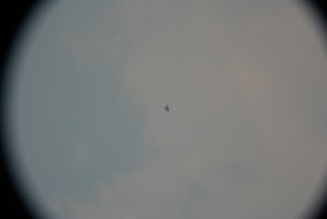 fiskgjuse10153 solgen äspefall eksjö kn 2005-07-09 20 fs 400.jpg