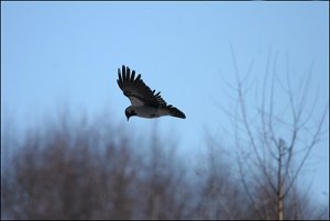 060415-kråka-corvus-corone9.jpg