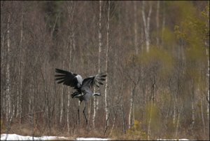 060418-trana-grus-grus.jpg