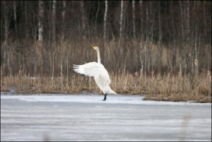 060418-sångsvanen.jpg