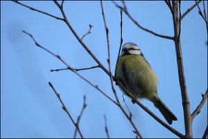 060418-blåmes-parus-caerule.jpg