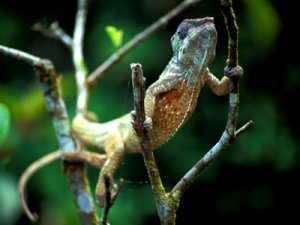 furcifer-pardalismadagaskar.jpg