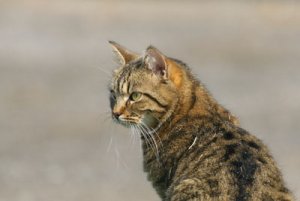 img_0508_400.jpg