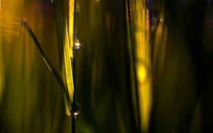 green_droplet_060511_400.jpg