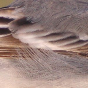 img_5352 c 100 crop fs 300.jpg