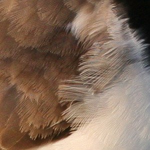 img_5350 100 crop f fs 300.jpg