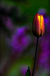 tulip_060515_400.jpg