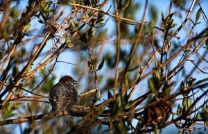 sparrow_2_20060516_400.jpg