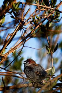 sparrow_1_20060516_400.jpg