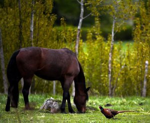 horse_pheasant_060517_400.jpg