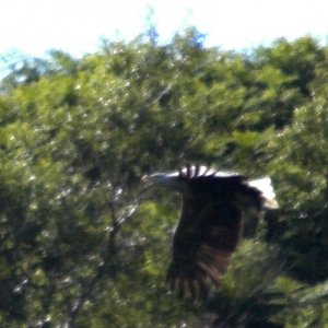 eagle_060524.jpg