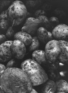 potatis9x12_1200ppi.jpg