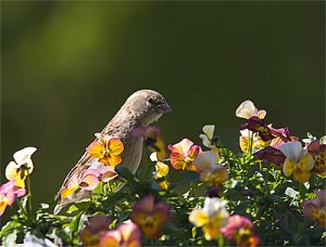 besökiblomlådan.jpg