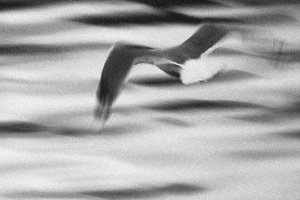 mås01-b-w mini.jpg