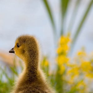 branta canadensis 2 v1 thumb.jpg