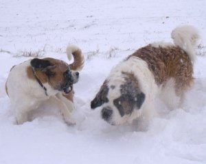 hundpromenad 2006-01-21 10-50-34.jpg