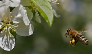 nästa blomma.jpg