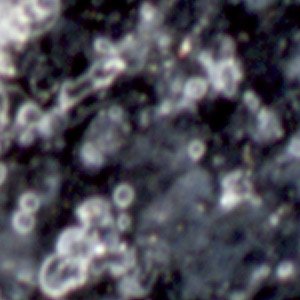 doug_fisher_emul_ner.jpg