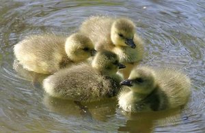 goslings400.jpg