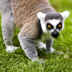 1lemur002.jpg