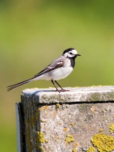 motacilla alba 2 thumb.jpg