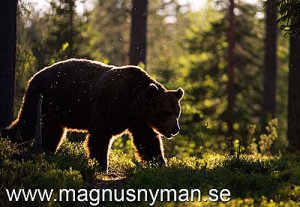 brown-bear_i9d18992.jpg