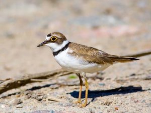 charadrius dubius 1 thumb.jpg