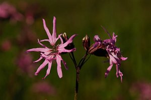 gökblomster.jpg