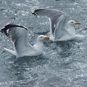 fiskmåsar-lofoten.jpg