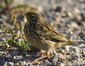 fågel i morgonljus harboröre 400.jpg