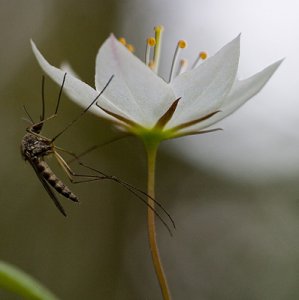 chickweed-small.jpg