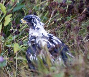 _dsc0147vilken fågel.jpg