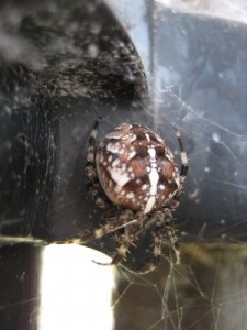 augusti 390-small.jpg