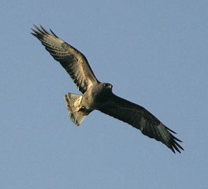 okänd fågel falsterbo 400.jpg