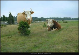 192-kopar-fårö-40k.jpg