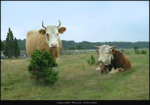 192-kopar-fårö-besk-40k.jpg