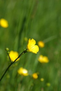 liten-smörblomma.jpg