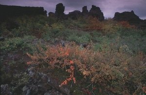 dimmuborgir 4_mindre.jpg