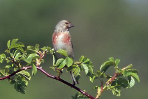 hämpling (liten).jpg