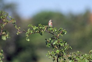 hämpling (obeskuren).jpg