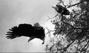 african_fish_eagle_utsnitt_479_21_sv1.jpg