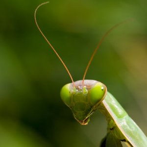 litenmantis.jpg