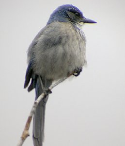 usamaj06westernscrubjayfoto.jpg