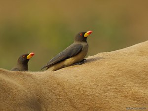 yellow-billed_oxpeck_3587_fs.jpg