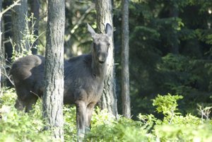 hunnebergsälg.jpg