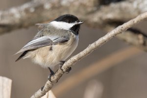 chickadee-tail-less.jpg