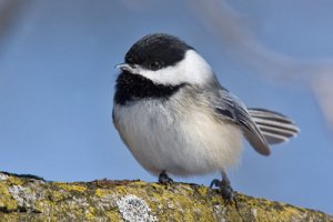 chickadee-overbite.jpg