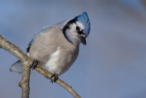 bluejay.jpg