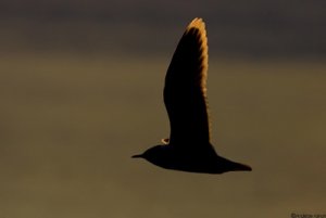 little-gull-night.jpg